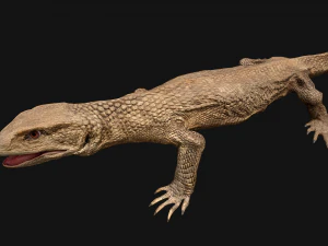 Varan Lizard Reptile Monster 3D Model