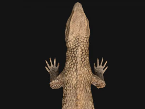 Varan Lizard Reptile Monster 3D Model