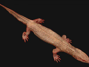 Varan Lizard Reptile Monster 3D Model