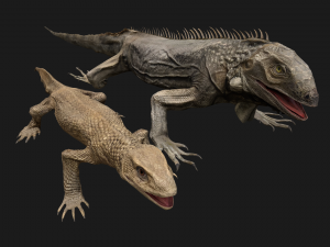 Reptile set 3D Model