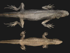 Reptile set 3D Model