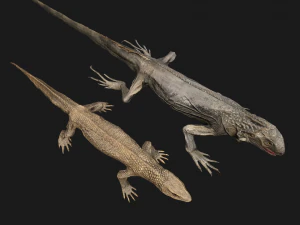 Reptile set 3D Model