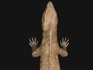 Reptile set 3D मॉडल