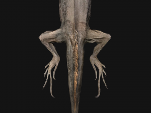 Reptile set 3D मॉडल