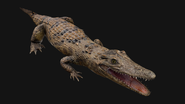 Crocodile Model 3D .c4d .max .obj .3ds .fbx .stl .blend 