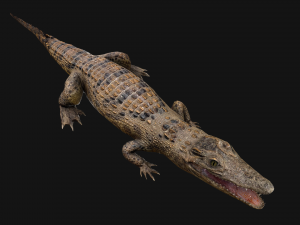 Crocodile Model 3D
