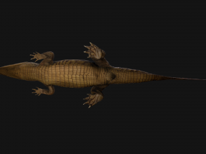 Crocodile Model 3D