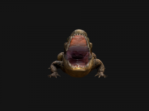 Crocodile Model 3D