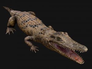 Crocodile Model 3D