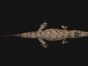 Crocodile Model 3D