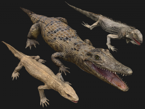 Reptile Crocodile Varan Iguana 3D Model