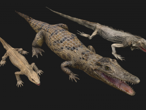 Reptile Crocodile Varan Iguana 3D-Modell