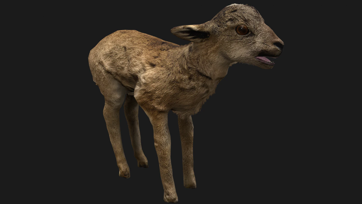 Fawn Deer 3D Model .c4d .max .obj .3ds .fbx .stl .blend