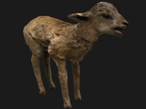 Fawn Deer 3D Model