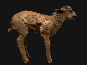 Fawn Deer 3D Model