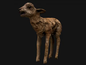 Fawn Deer 3D Model