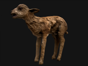 Fawn Deer 3D मॉडल