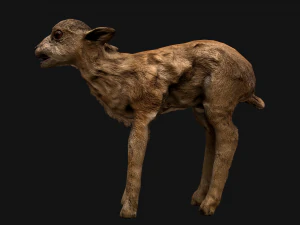 Fawn Deer 3D Model