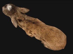 Fawn Deer 3D Model
