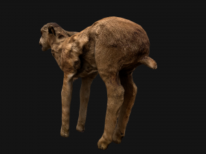 Fawn Deer 3D मॉडल