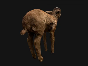 Fawn Deer 3D Model