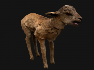 Fawn Deer 3D मॉडल