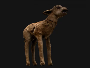 Fawn Deer 3D Model