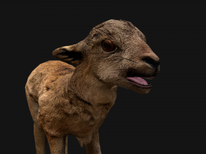 Fawn Deer 3D मॉडल