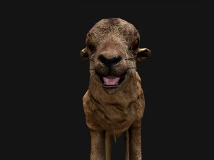 Fawn Deer 3D Model