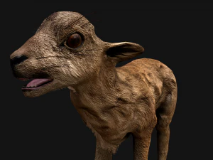 Fawn Deer 3D Model