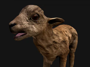 Fawn Deer 3D Model