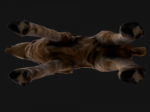 Fawn Deer 3D मॉडल