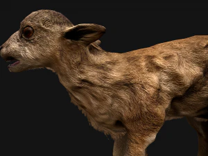 Fawn Deer 3D Model