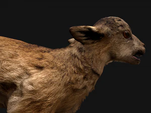 Fawn Deer 3D Model