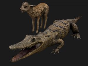 Deer and Crocodile Herbivore and Predator 3D Model