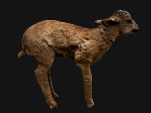 Deer and Crocodile Herbivore and Predator 3D Model
