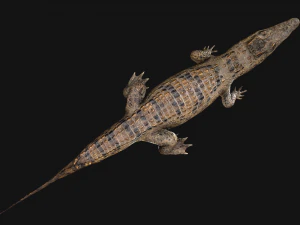 Deer and Crocodile Herbivore and Predator 3D Model