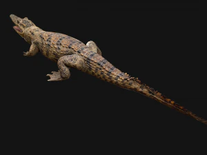 Deer and Crocodile Herbivore and Predator 3D Model
