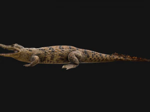 Deer and Crocodile Herbivore and Predator 3D Model