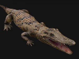 Deer and Crocodile Herbivore and Predator 3D Model