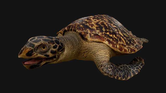 Turtle 3D Model .c4d .max .obj .3ds .fbx .stl .blend 