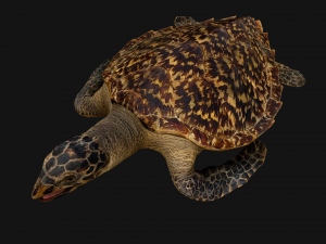 Turtle 3D Model
