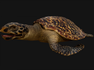 Turtle 3D Model