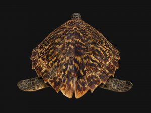Turtle 3D Model