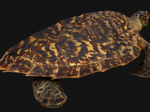 Turtle 3D Model