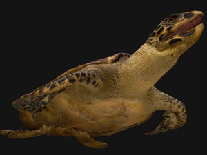 Turtle 3D Model