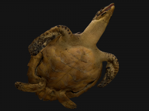 Turtle 3D Model