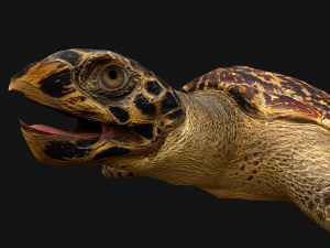 Turtle 3D Model