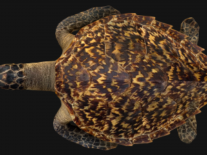 Turtle 3D Model