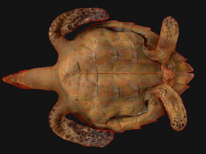 Turtle 3D Model